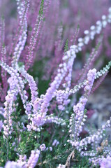 field of lavender flowers