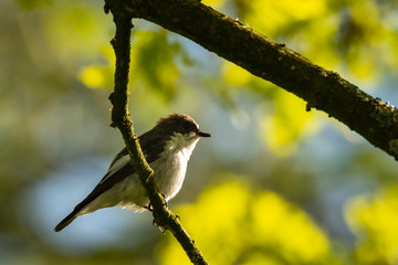 Closeup of a European pied flycatcher bird (Ficedula hypoleuca) perching on a branch, singing.