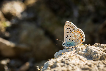  Adonis blue butterfly Polyommatus bellargus resting