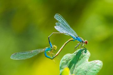Heart shaped mating wheel by a male and female small red-eyed damselfly Erythromma viridulum