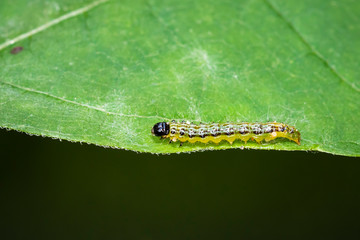 Box tree moth caterpillar, Cydalima perspectalis, closeup