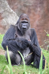 Male lowland gorilla