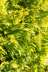 Feuilles de Thuya