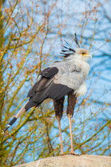 secretarybird or secretary bird Sagittarius serpentarius