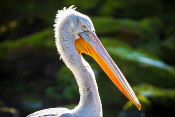 Dalmatian pelican Pelecanus crispus