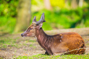 Visayan spotted deer Rusa alfredi
