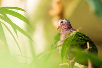 Asian emerald dove, or grey-capped emerald dove Chalcophaps indica perched