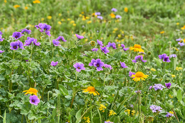 Patch of Erodium texanum, also known as Texas filaree, Texas stork's bill, or heronbill,on green background