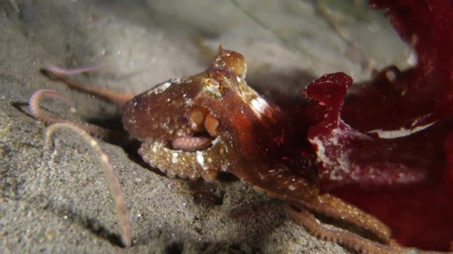 Underwater: Tiny Octopus Moving in the Sand on the Bottom of the Ocean in Monterey, California