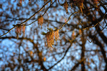 Ash blossoms in a nice sunset light  at the springtime, purple or dark brown flowers are located at the ends of shortened shoots, gathered into inflorescences like a taut panicles.