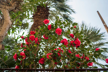 Fototapeta na wymiar capri island flowers in march