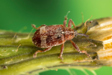 Very Small Weevil Beetle, approx. 3mm