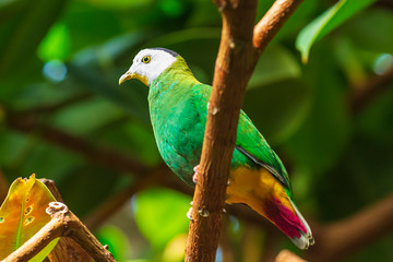 Exotic black-naped fruit dove Ptilinopus melanospilus
