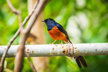white-rumped shama Copsychus malabaricus male