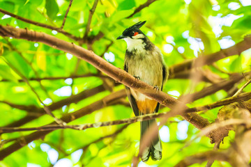 red-whiskered or crested bulbul, Pycnonotus jocosus,
