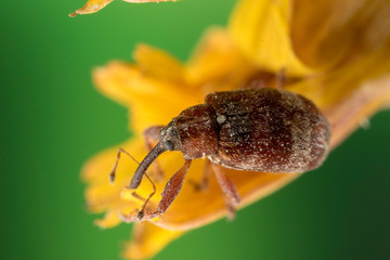Very Small Weevil Beetle, approx. 3mm