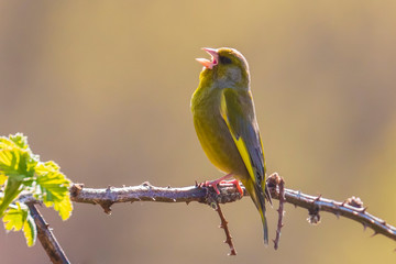 Greenfinch Chloris chloris bird singing