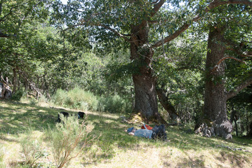 Man resting with his dog in the mountains of Palencia