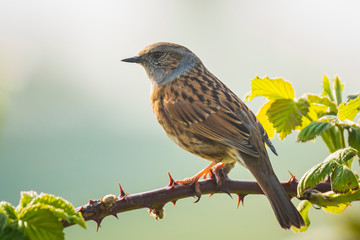 Dunnock Prunella modularis bird singing Springtime