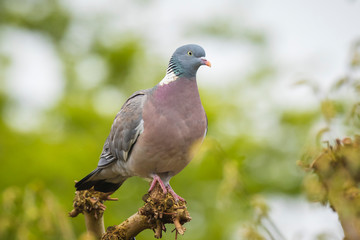 Wood Pigeon, Columba palumbus,