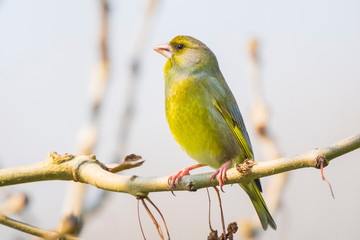 greenfinch male Chloris chloris bird singing