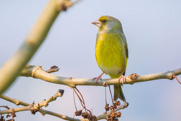 greenfinch male Chloris chloris bird singing