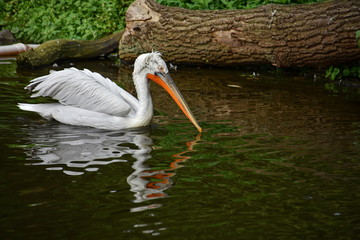 Pelican (Pelecanus)