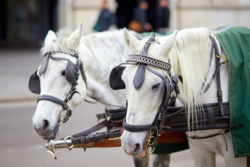 Obraz premium thoroughbred horses close-up in the city