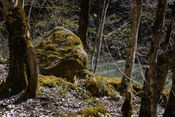 Huge fairy stones (boulders) covered with green moss are among the trees in the forest next to the...