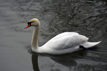 White swan swims on pure water