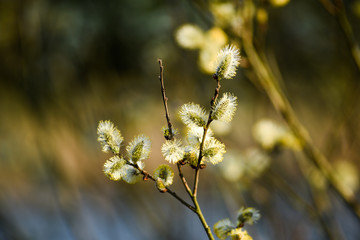 Spring buds on trees. Spring buds on trees.