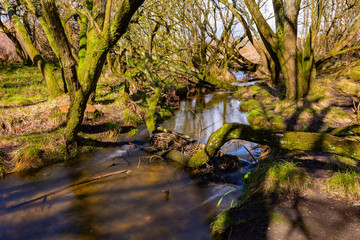 Vibrant woodland stream