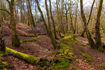 Creative old woodland scene