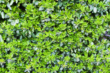 A hedge spring flowering texture.