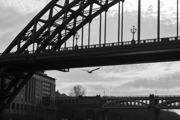 Silhouettes of a section of Tyne and High Level Bridges and a flying Sea Gull in Newcastle upon tyne, England