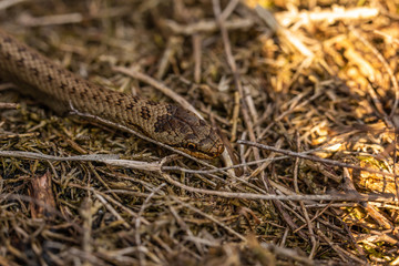 Smooth snake portrait