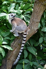 Ring-tailed lemur