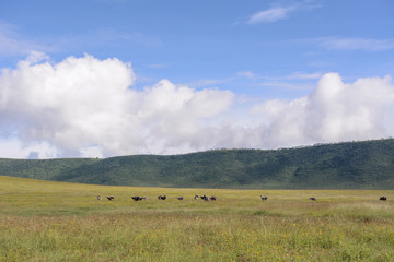 Landscape in Ngorongoro