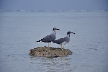 seagull on the beach