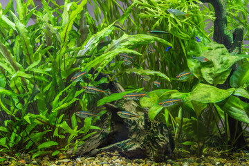 Pack aquarium fish hemigrammus erythrozonus, gracilis.