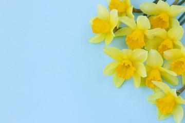 Yellow daffodils are located on a blue background