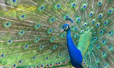 male  peacock moving towards camera then turning around. Extreme close up. Peacocks are famous for their beautiful plumage.. © sheilaf2002