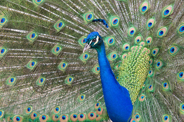 Extreme close up of one male peacock moving towards camera. Peacocks are famous for their beautiful...
