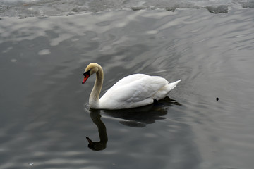White swan swims on pure water