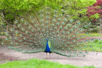 Male peacock with mating plumage fully displayed standing on a walkway in a local park. Peacocks are famous for their beautiful plumage. © sheilaf2002