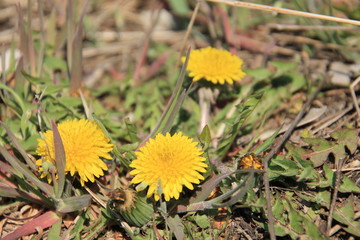yellow dandelions in the grass