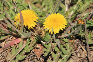 dandelions in the grass