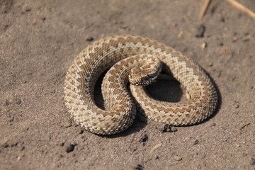 snake on rock