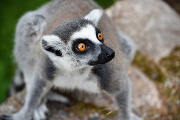 Ring-tailed lemur