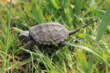turtle on grass